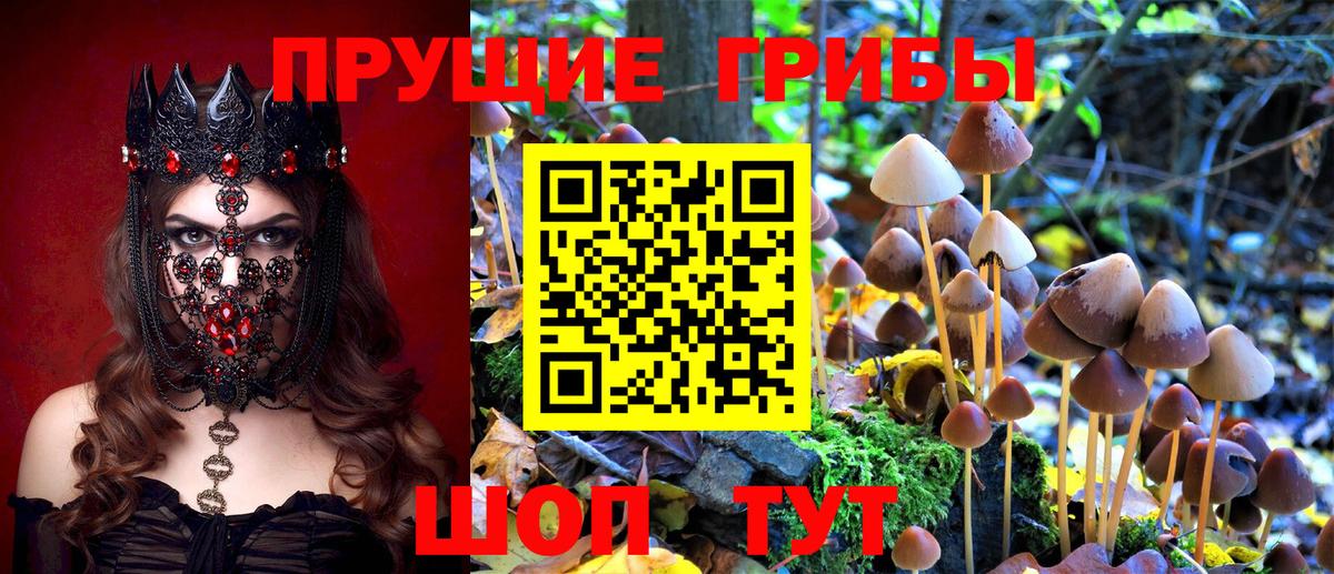 Нижневартовск  Псилоцибиновые грибы Psilocybine cubensis  Вход с VPN 